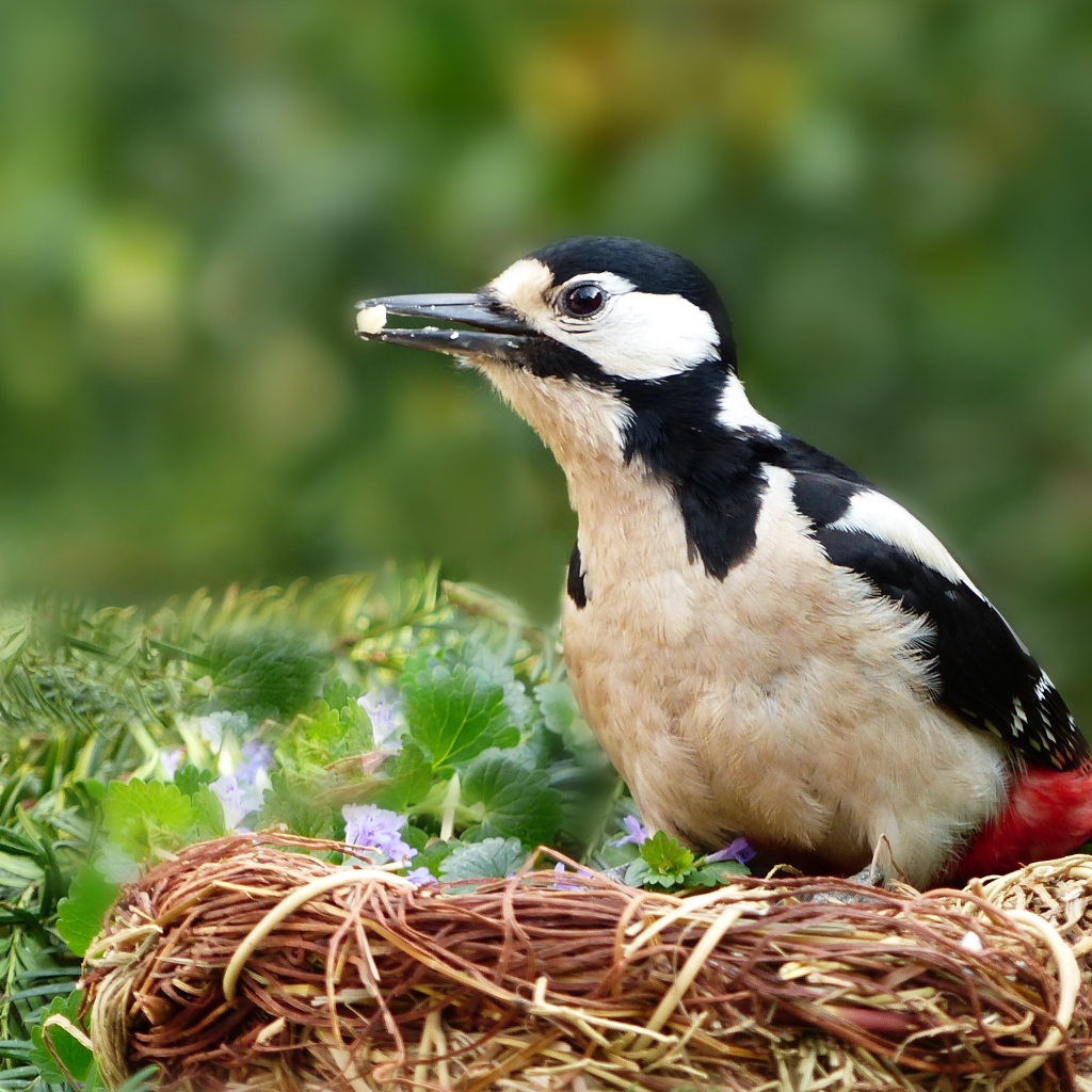 Большой дятел сидит в гнезде 
