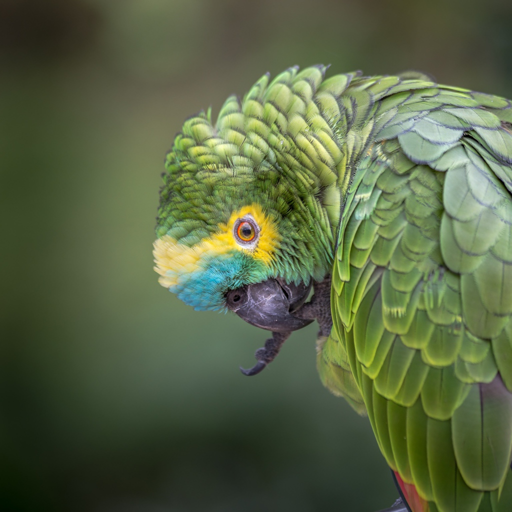 Зеленый попугай чистит лапу 