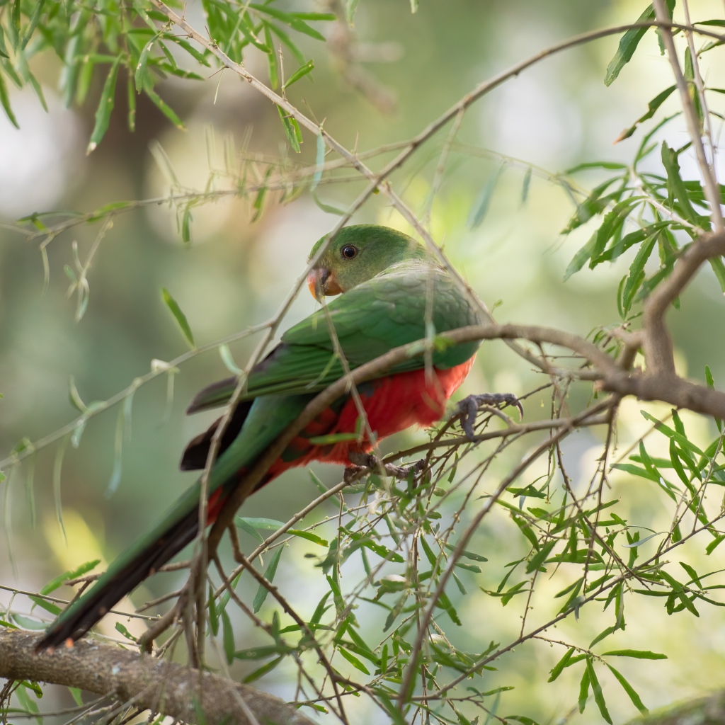Зеленый попугай сидит на ветке дерева 