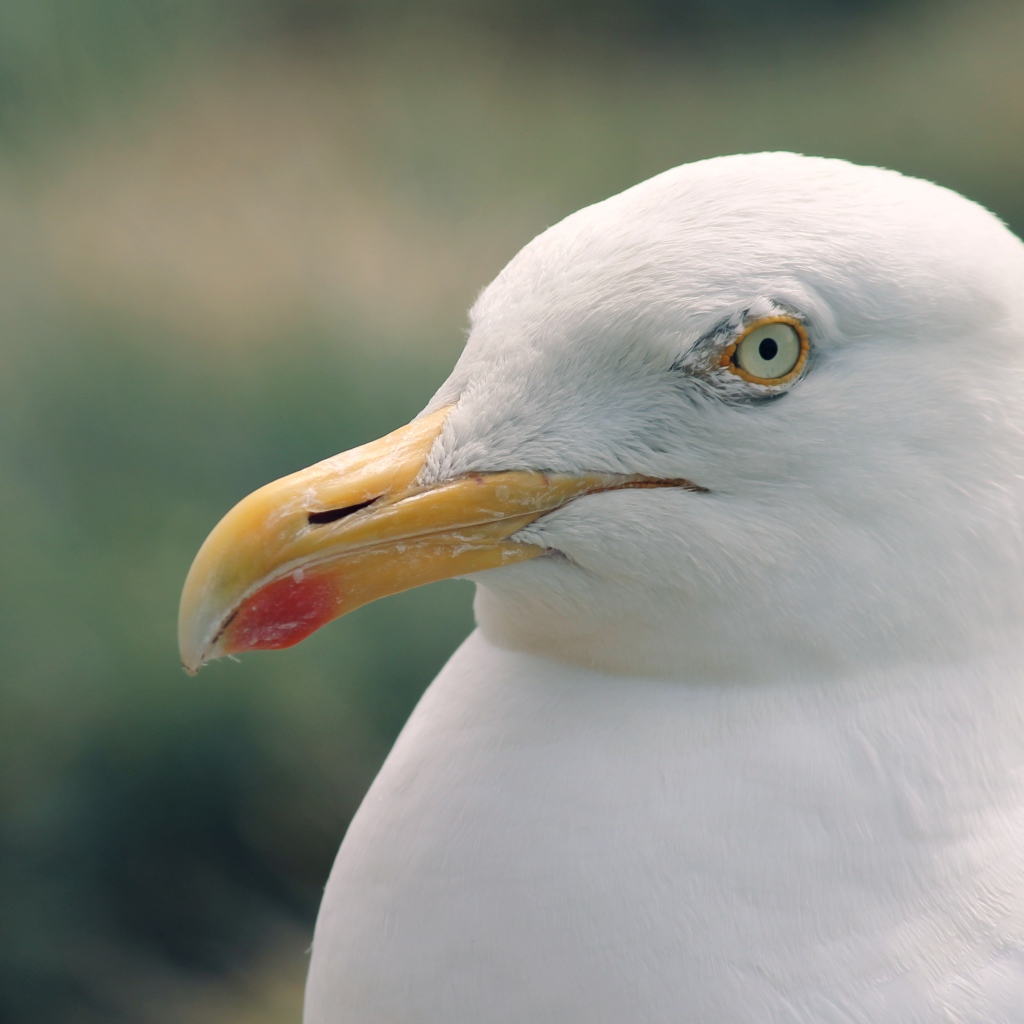 Голова белой чайки с острым клювом