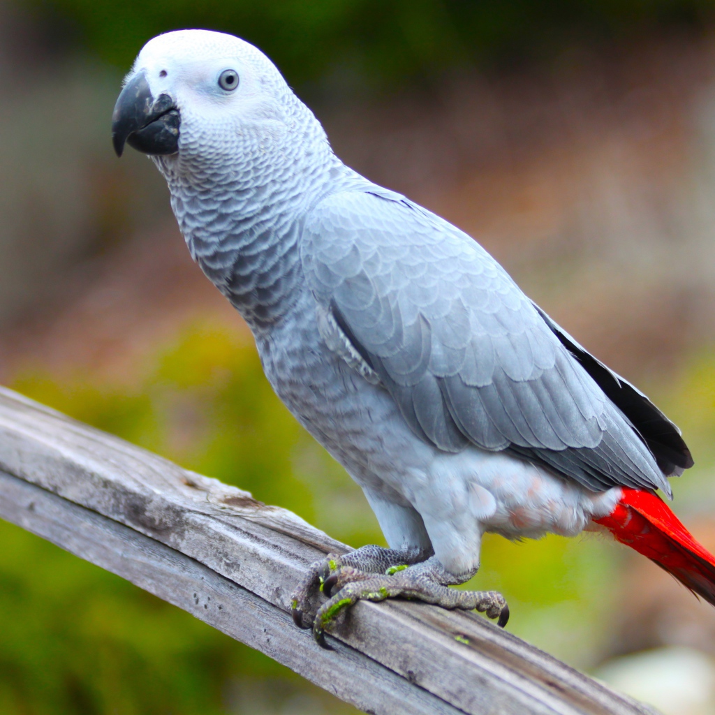 Большой серый попугай жако на ветке 
