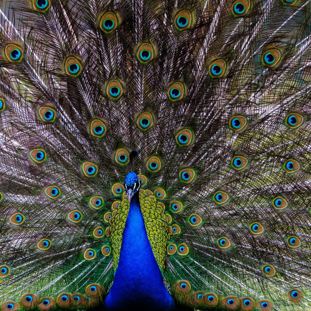 Большой павлин с красивым хвостом 