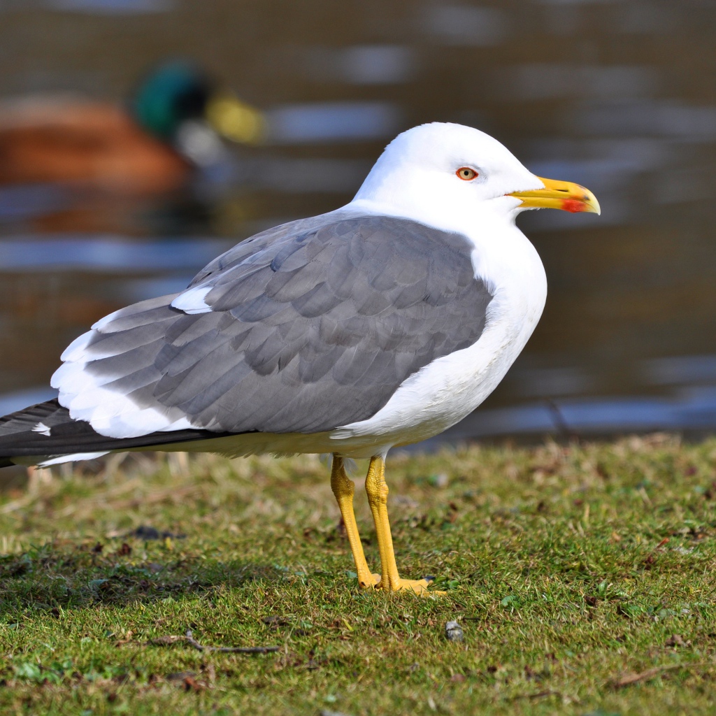 Большая чайка на траве у воды 