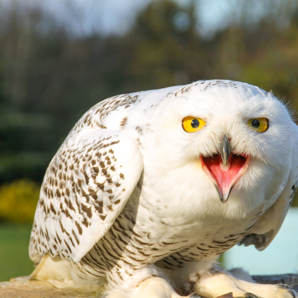 Большая снежная сова с открытым клювом 