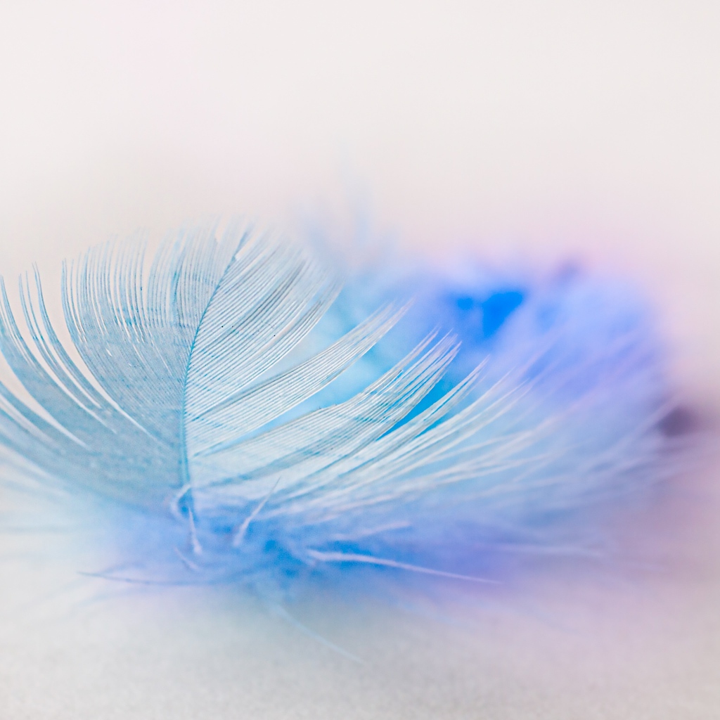 Легкое голубое перо на белом фоне
