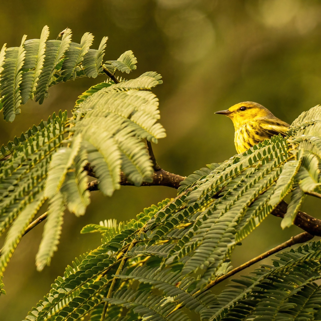 Маленькая птица сидит в зеленых листьях на ветке