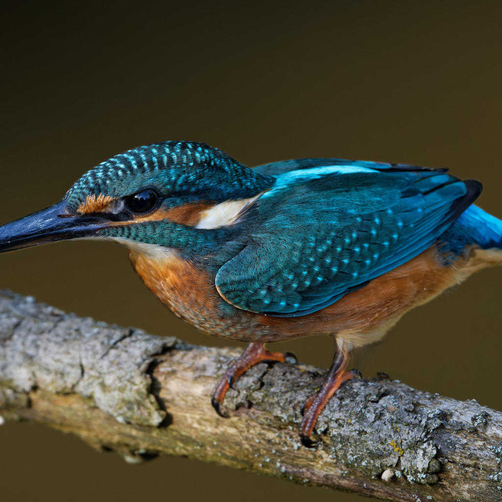 Маленькая голубая птичка зимородок на ветке дерева 