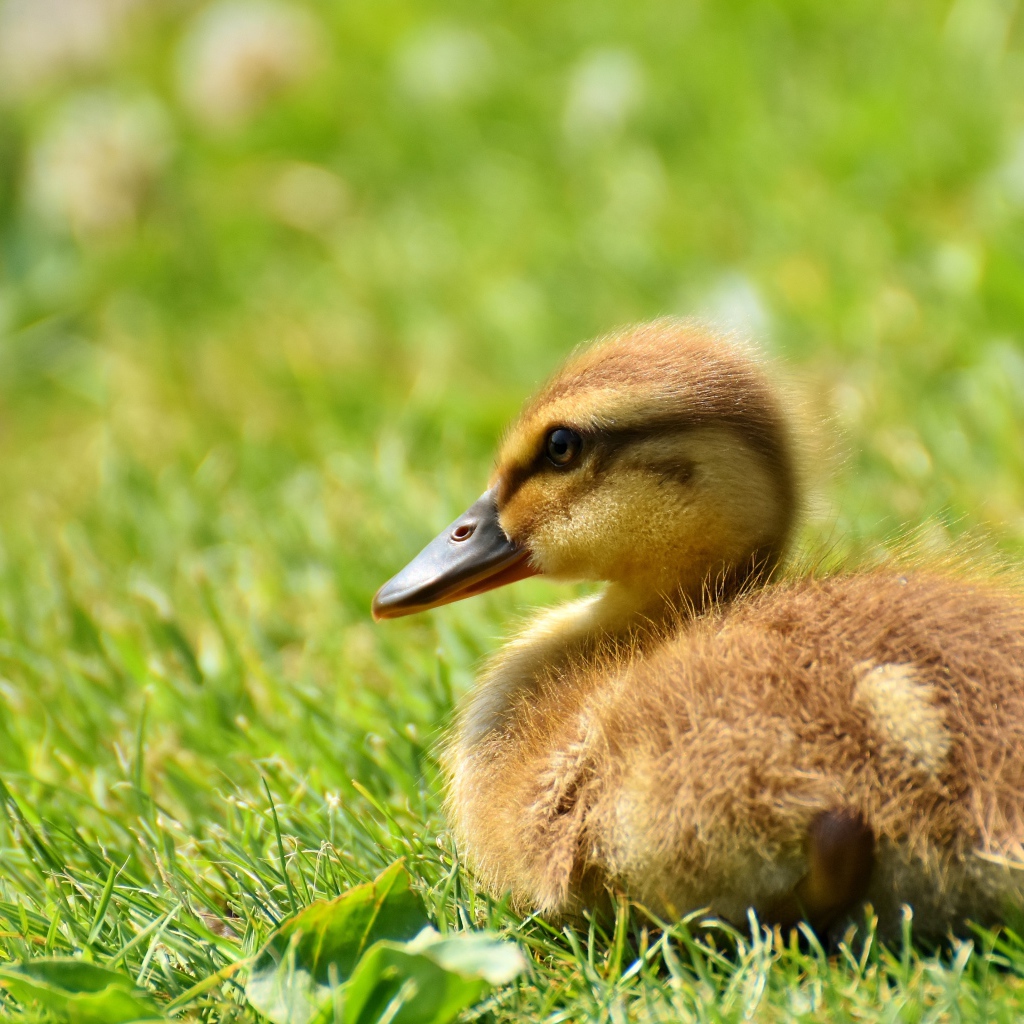 Маленький утенок лежит на зеленой траве 
