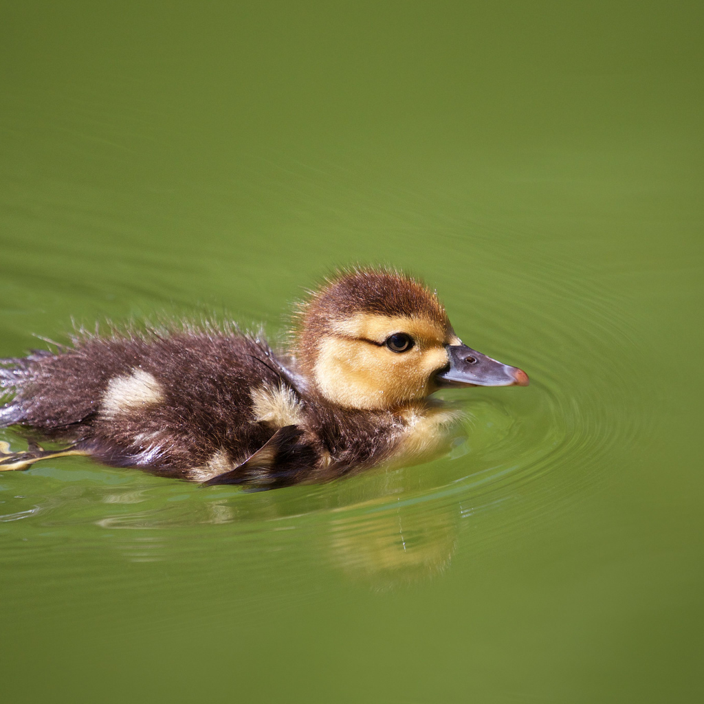 Маленький утенок плавает в зеленой траве