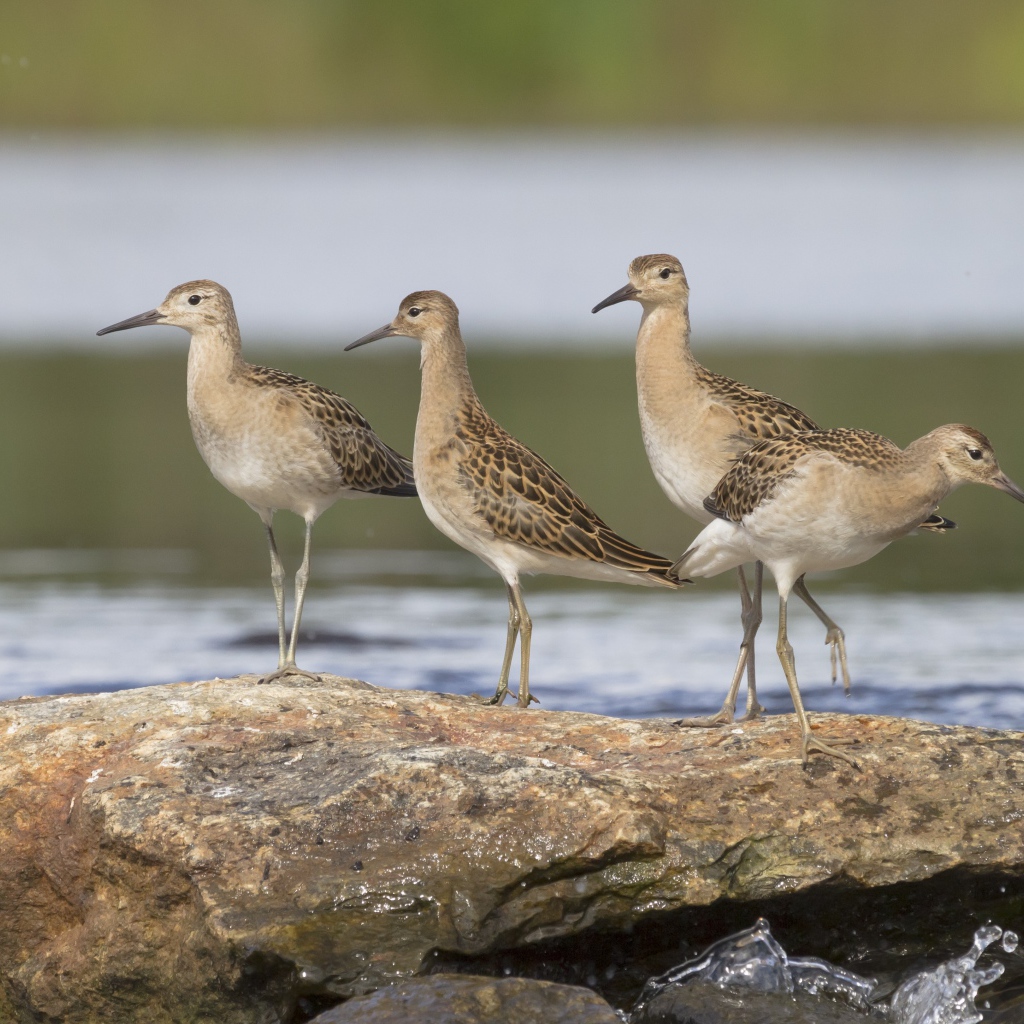 Маленькие птички фифи на камне у воды 