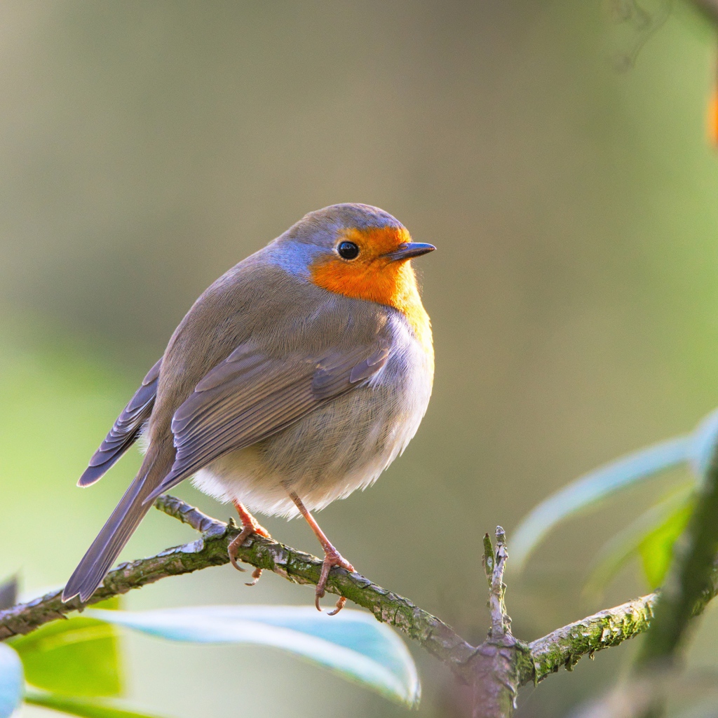 Маленькая хрупкая птичка Зарянка сидит на ветке
