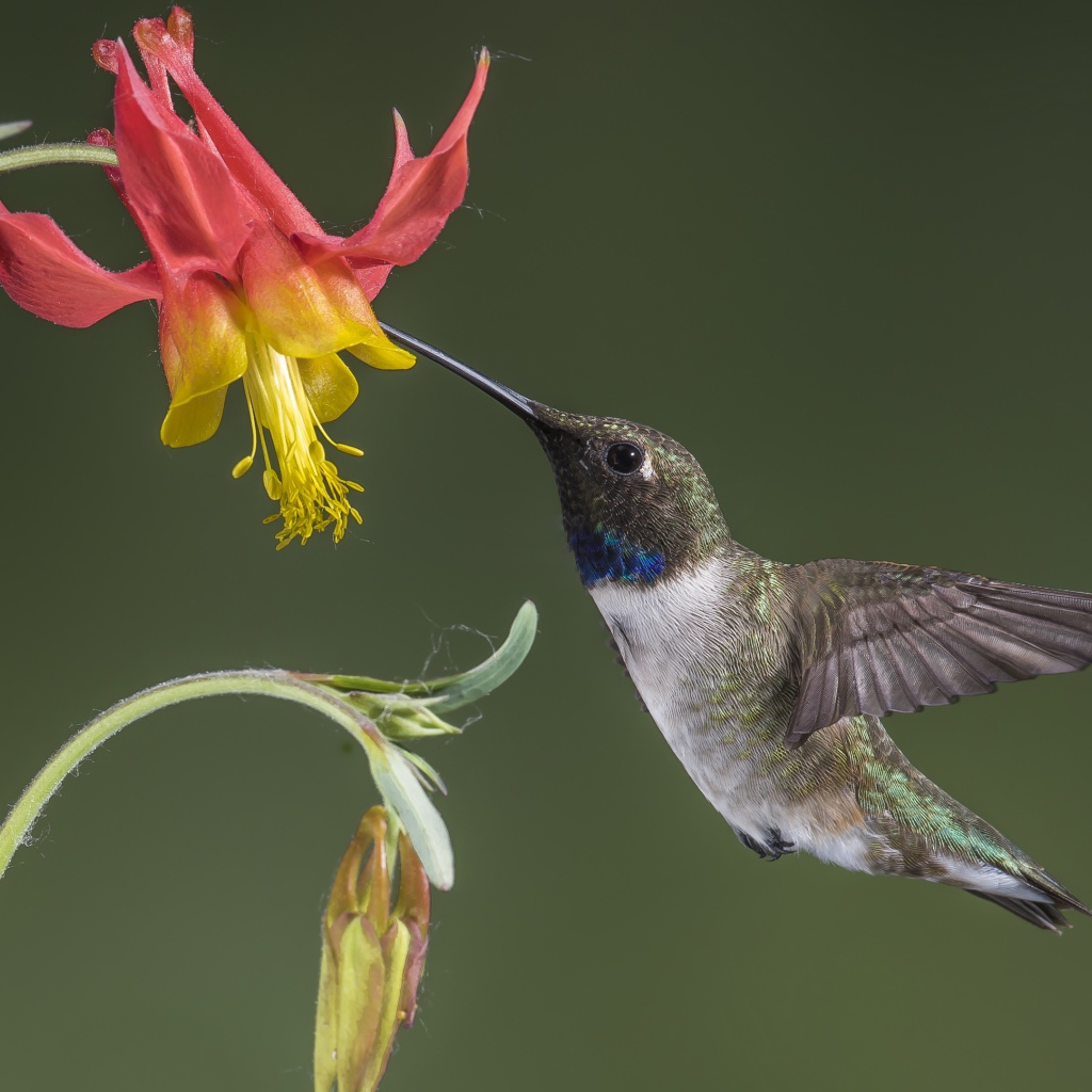 Маленькая птица колибри собирает нектар с водосбора