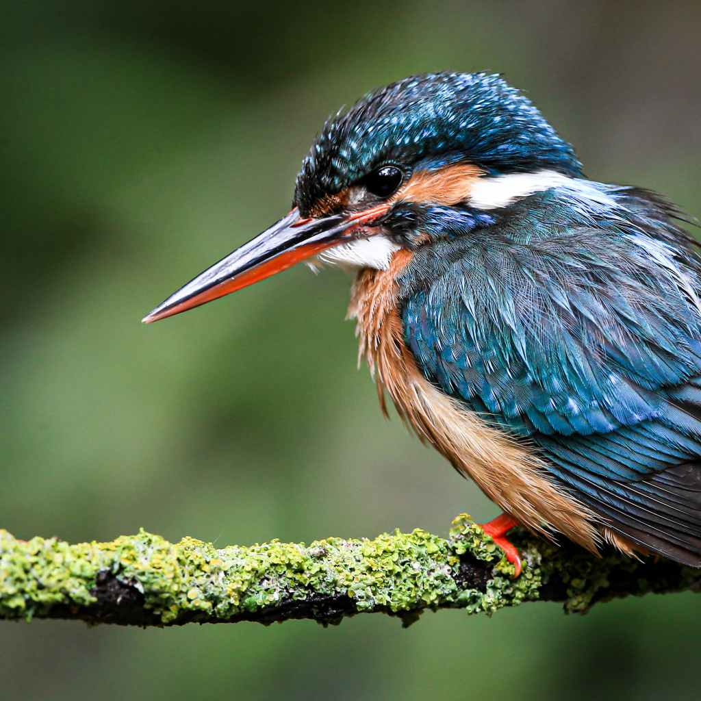 Маленький зимородок сидит на покрытой мхом ветке 