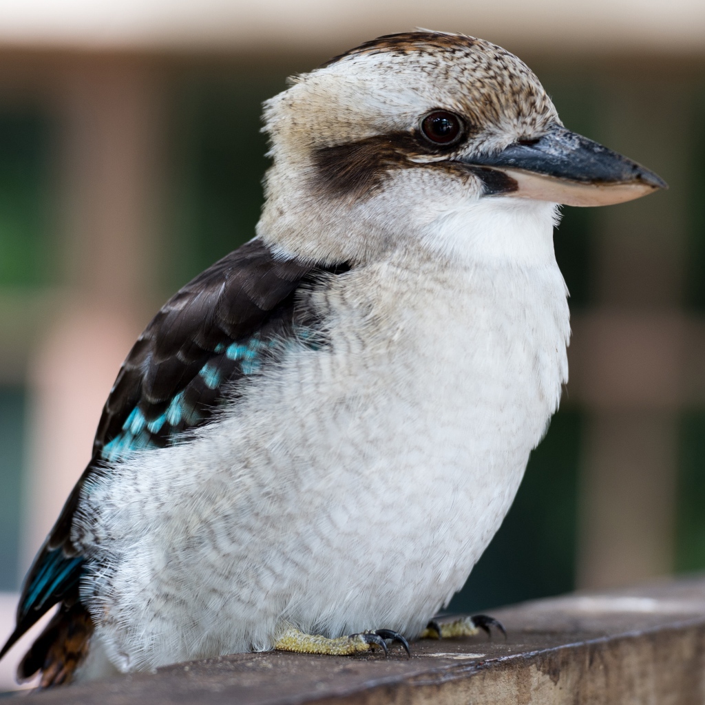 Маленькая птичка кукабара крупным планом 