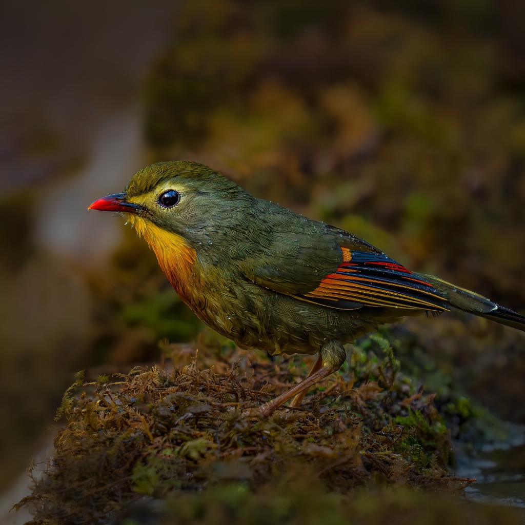 Маленькая птичка красноклювый лейотрикс на земле