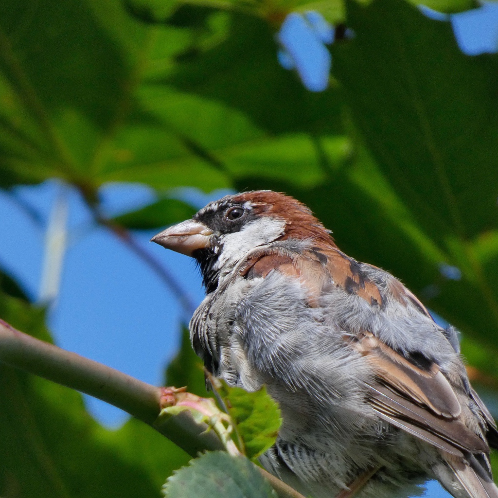 Little sparrow sits on a tree branch