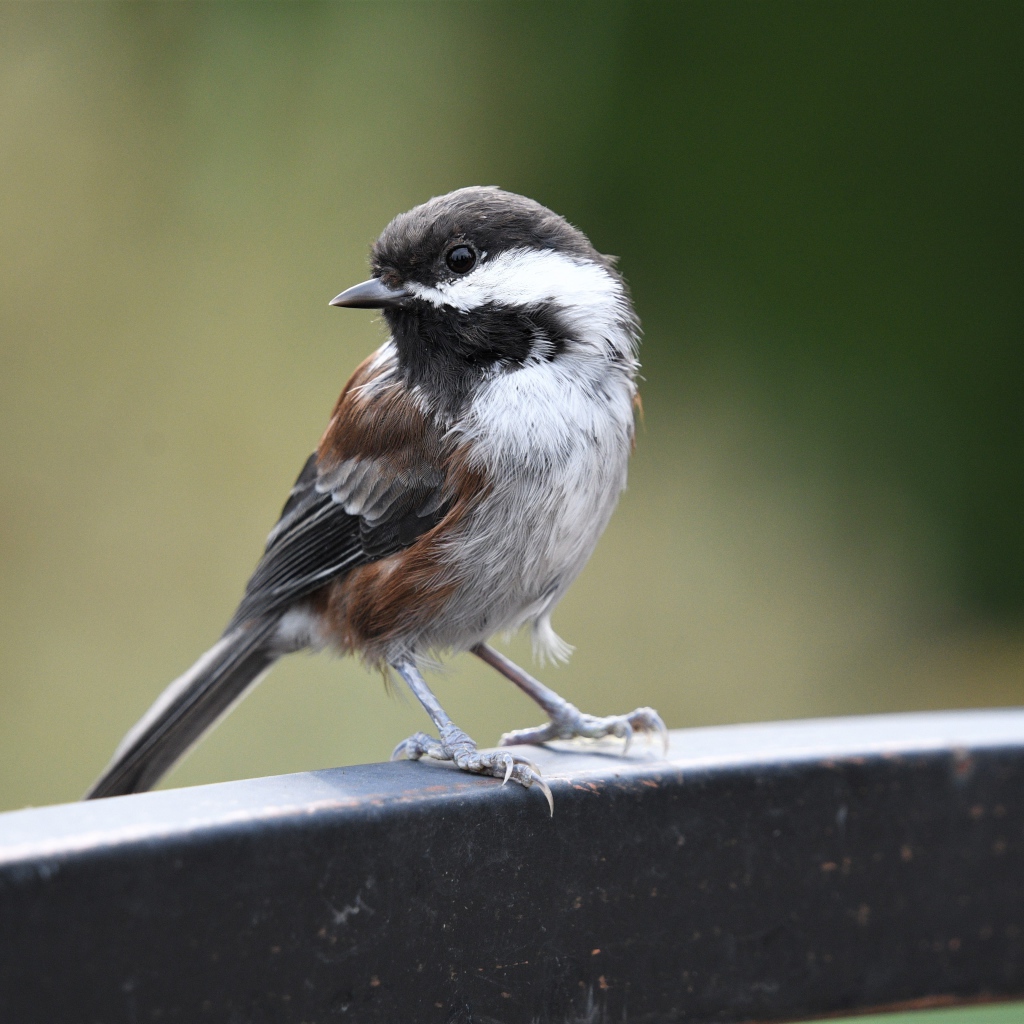 Маленький воробей сидит на перилах 