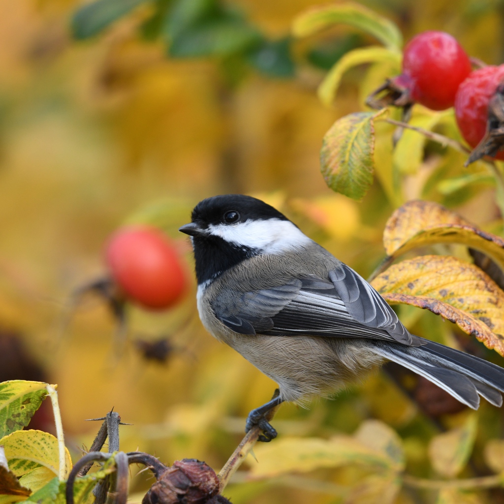 Маленькая синичка сидит на ветке шиповника