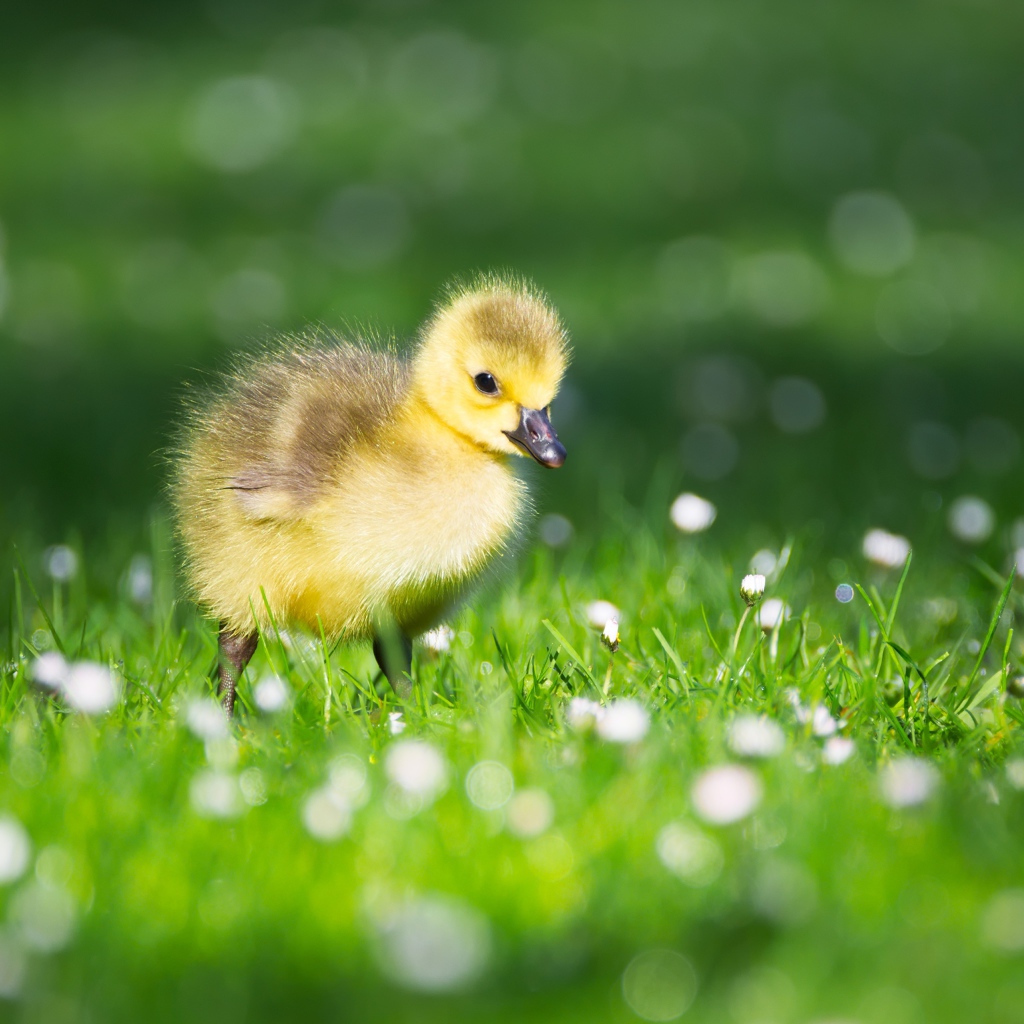 Маленький желтый утенок на зеленой траве