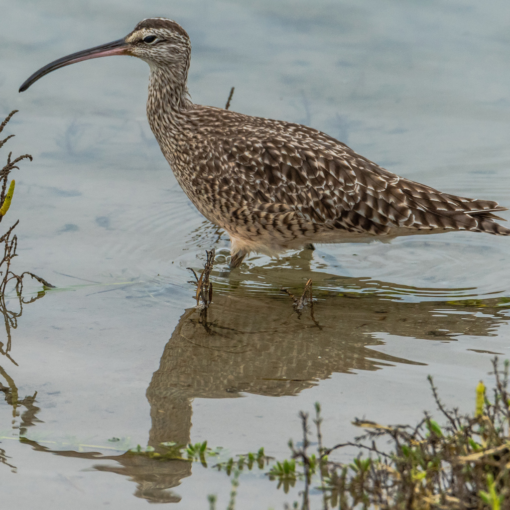 Длинноклювый кроншнеп в воде ловит рыбу
