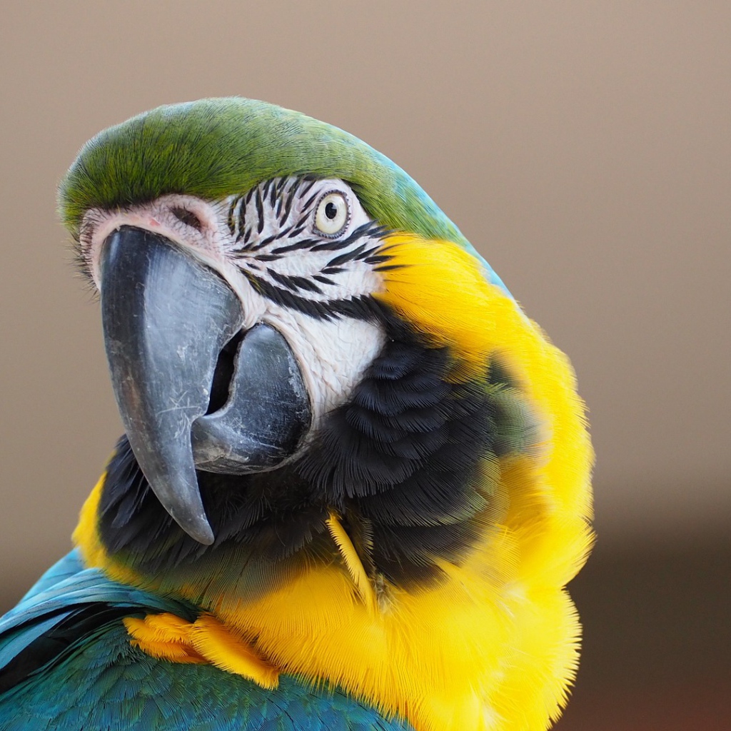 Голова попугая ара с острым клювом