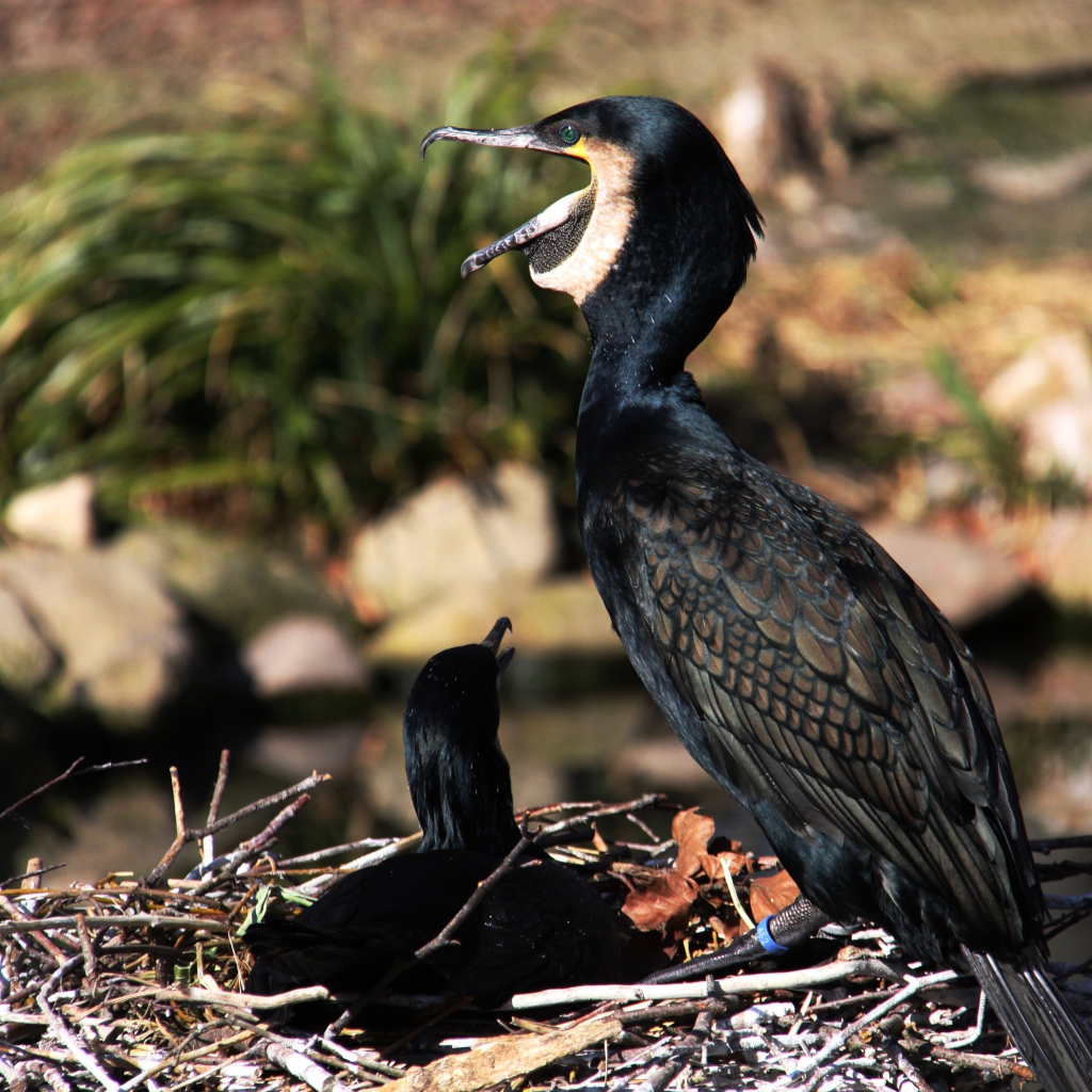 Горный баклан сидит на гнезде у пруда 