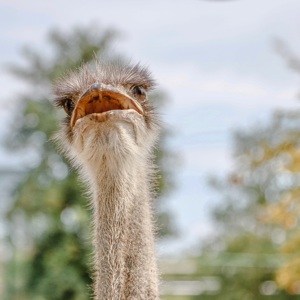 Голова страуса с открытым клювом 