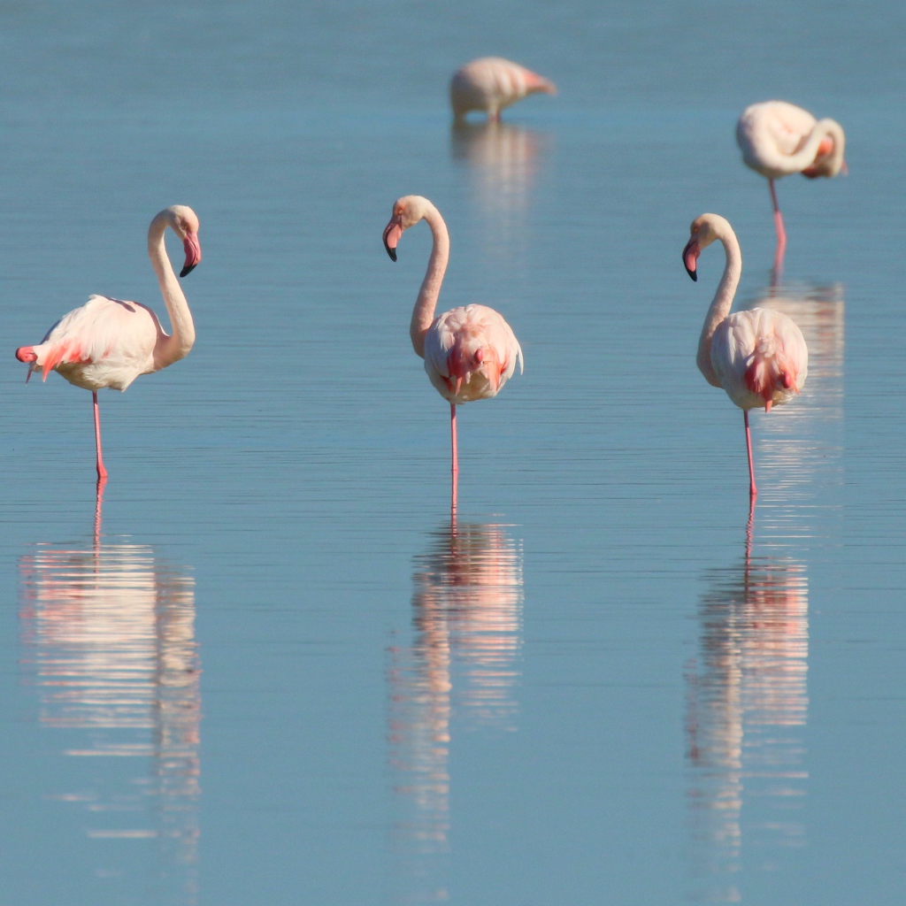 Розовые птицы фламинго стоят в воде 