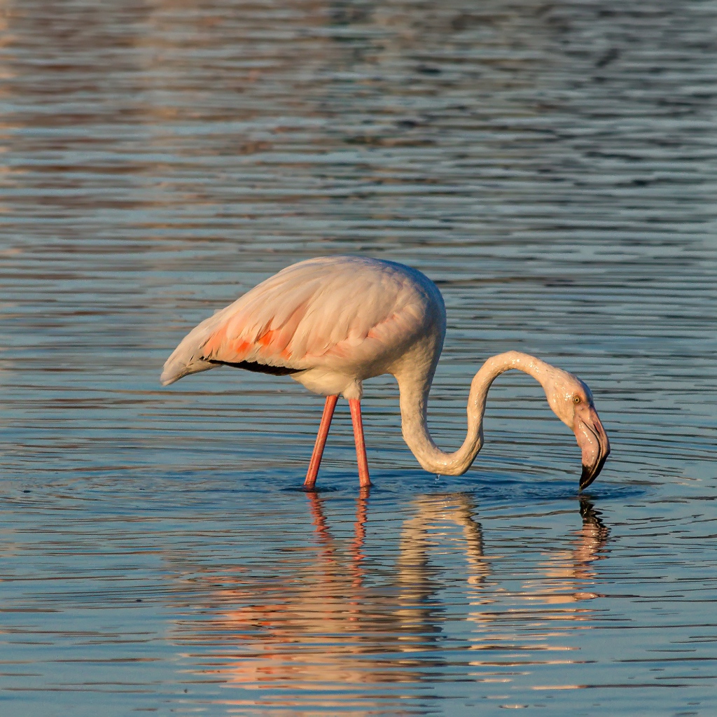 Розовый фламинго с длинным клювом в воде 