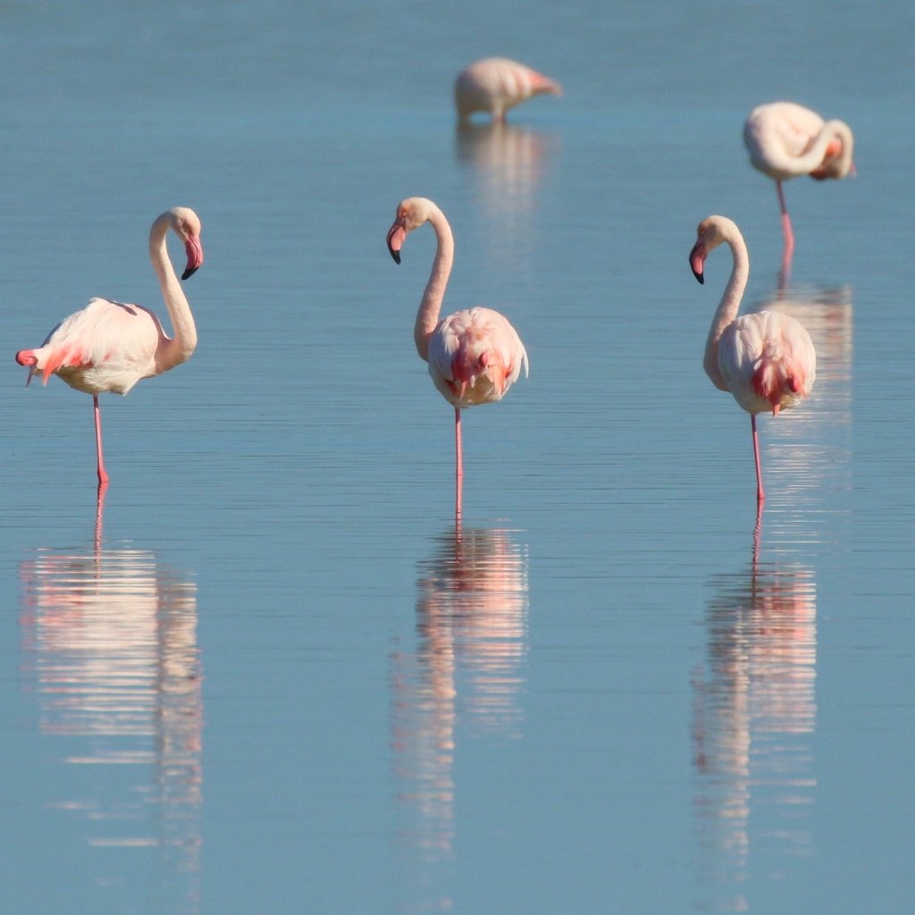 Розовые фламинго стоят в воде на одной ноге