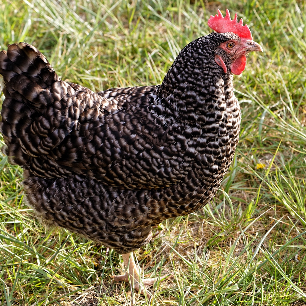 Рябая домашняя курица на зеленой траве
