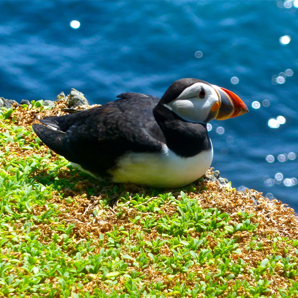Птица тупик сидит у воды на траве