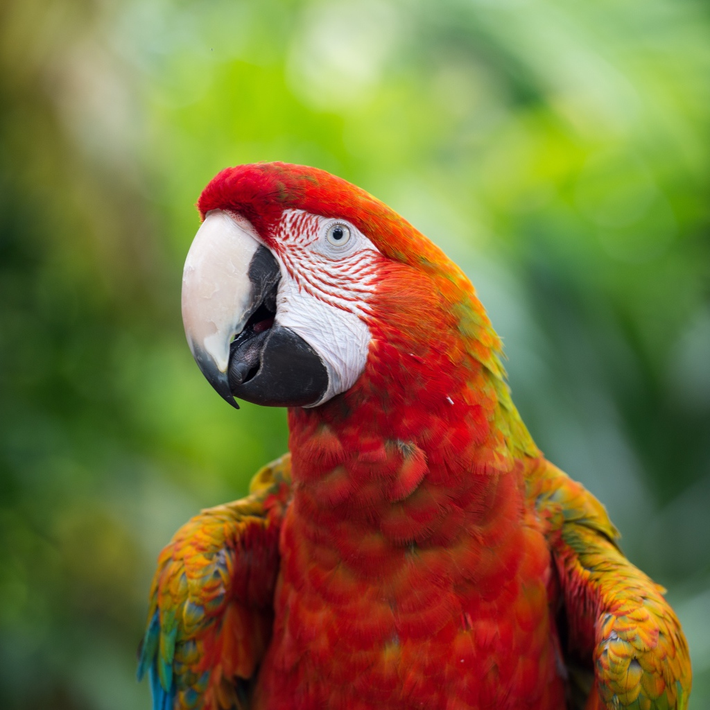 Красный большой попугай ара крупным планом