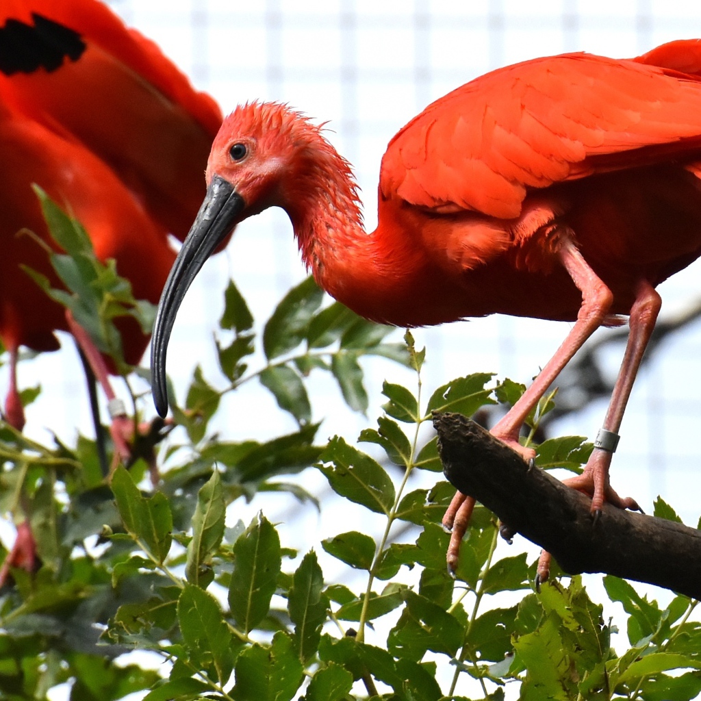 Красная птица ибис  сидит на ветке дерева 