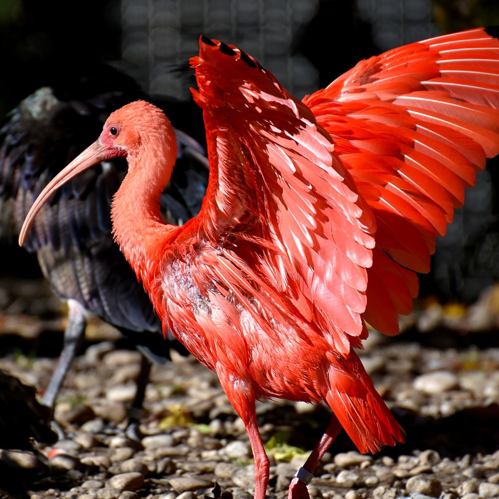 Красный ибис расправил крылья