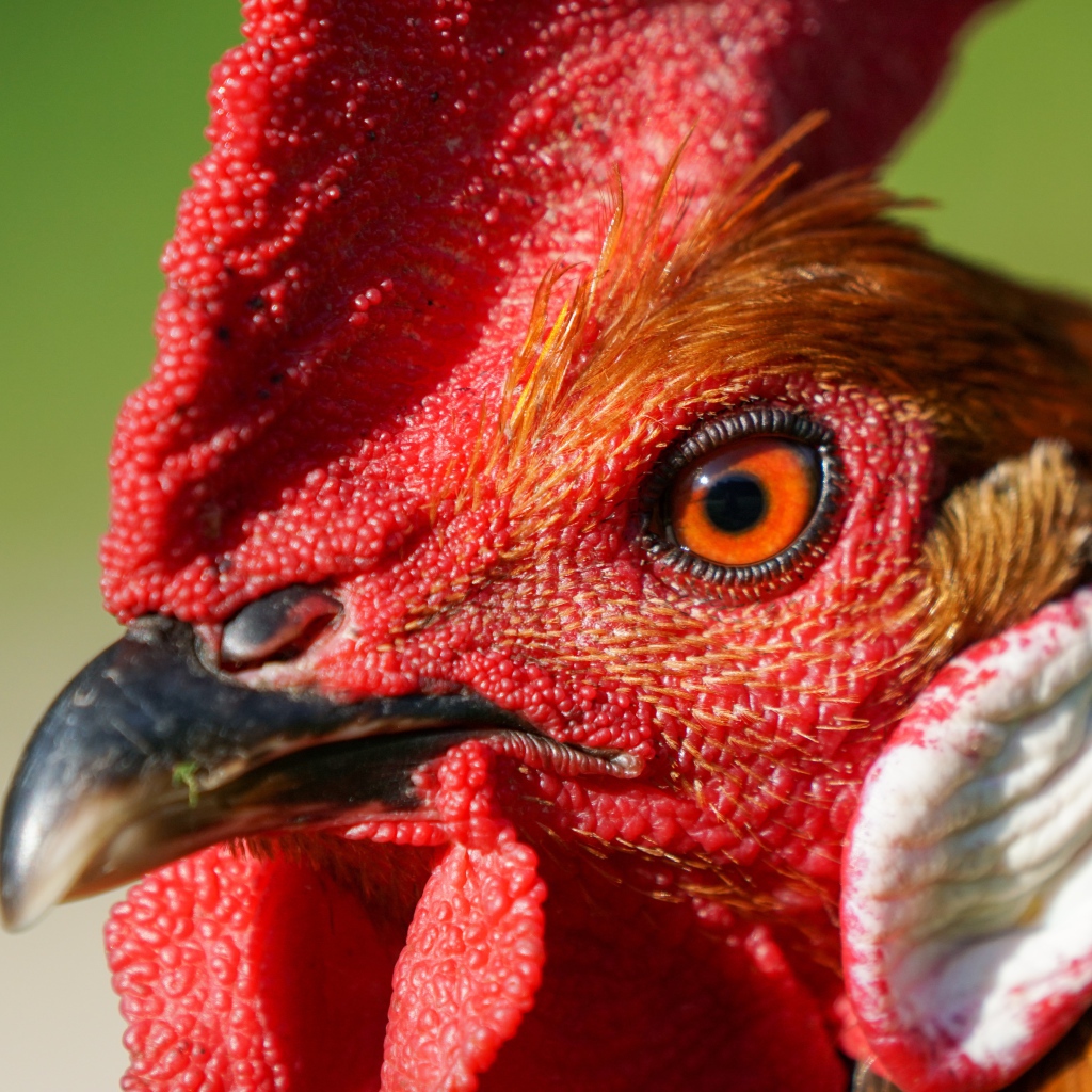 Голова петуха с красным гребнем крупным планом 