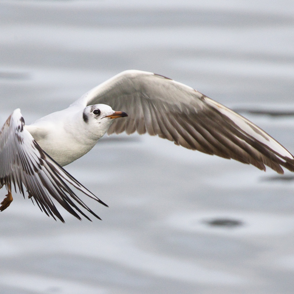 Чайка пролетает над водой