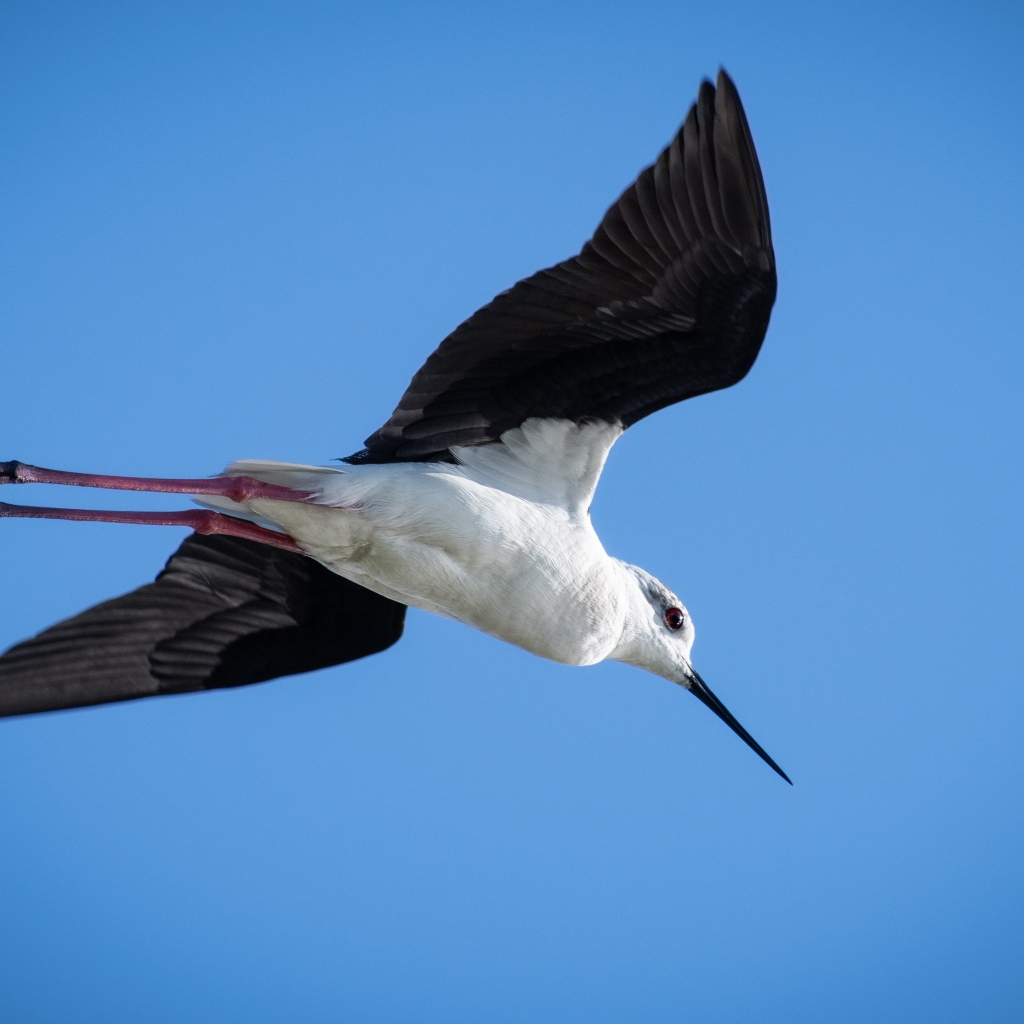 Полет чайки в голубом небе
