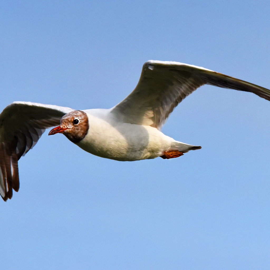 Чайка с длинными крыльями летит в небе
