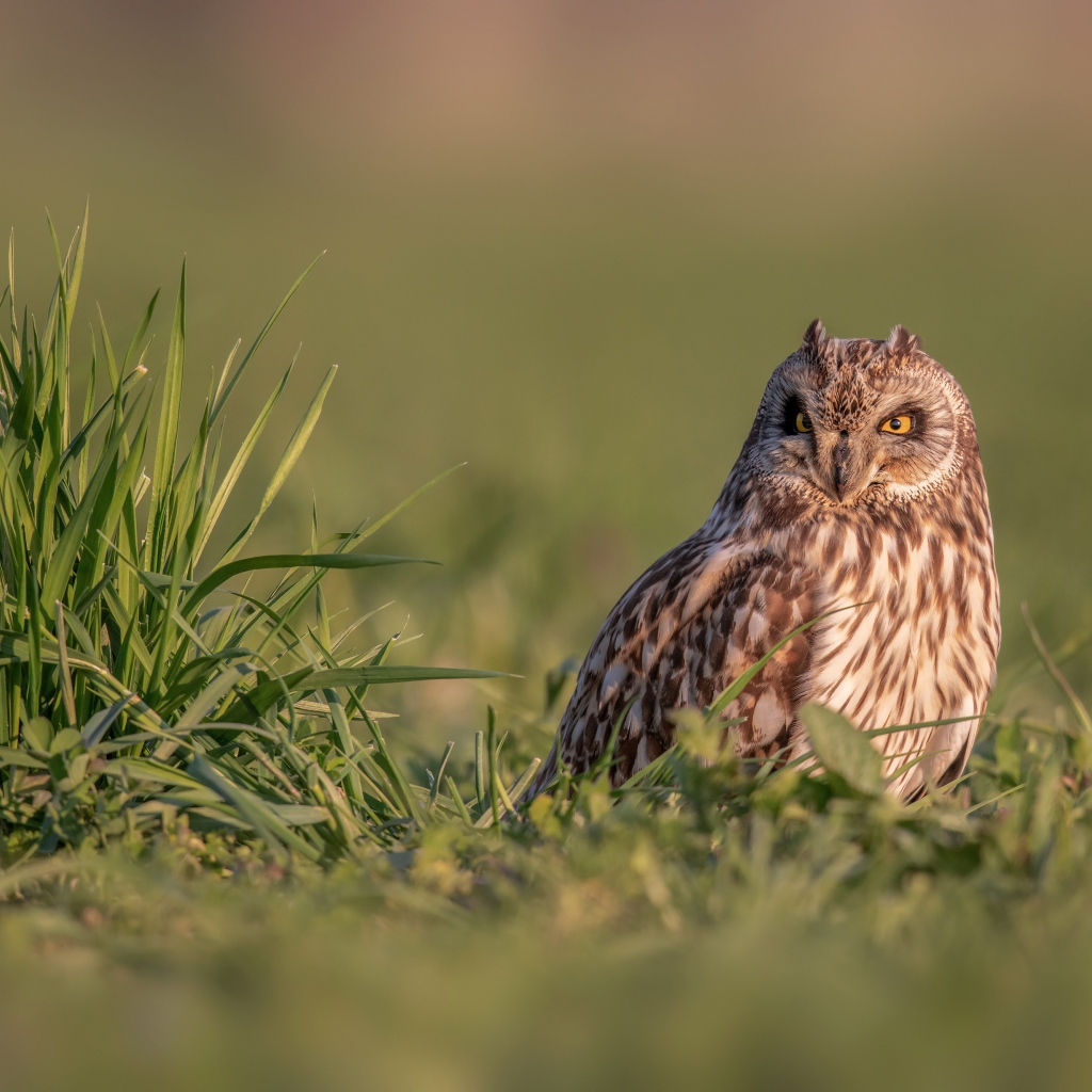 Серьезная сова сидит в зеленой траве