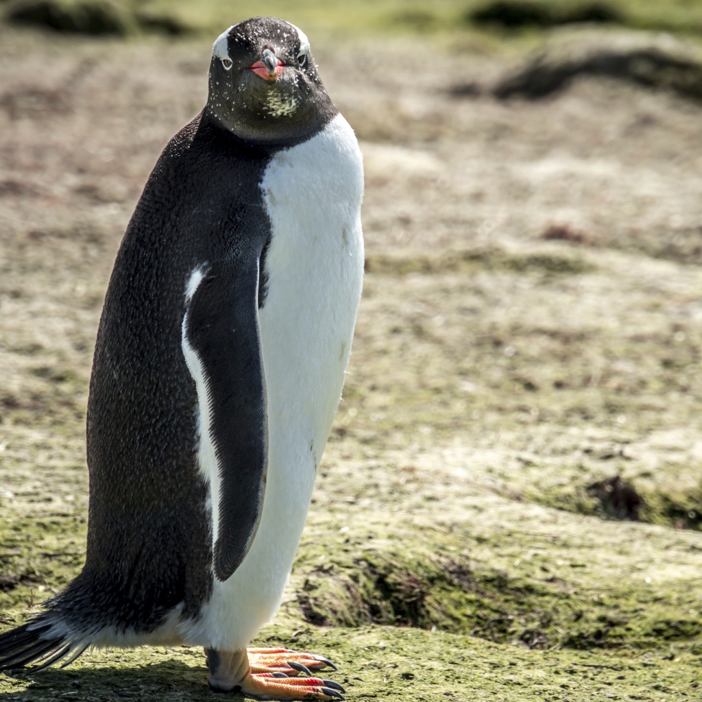 Большой пингвин стоит на земле 