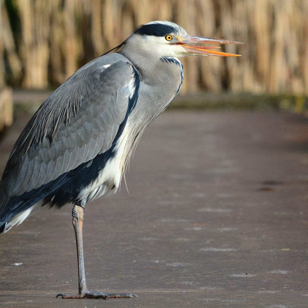 Серая цапля стоит на одной ноге