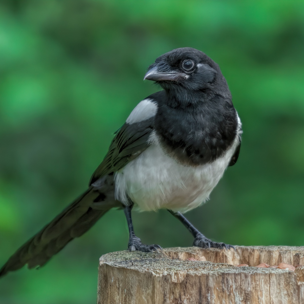Большая сорока сидит на сухом пне