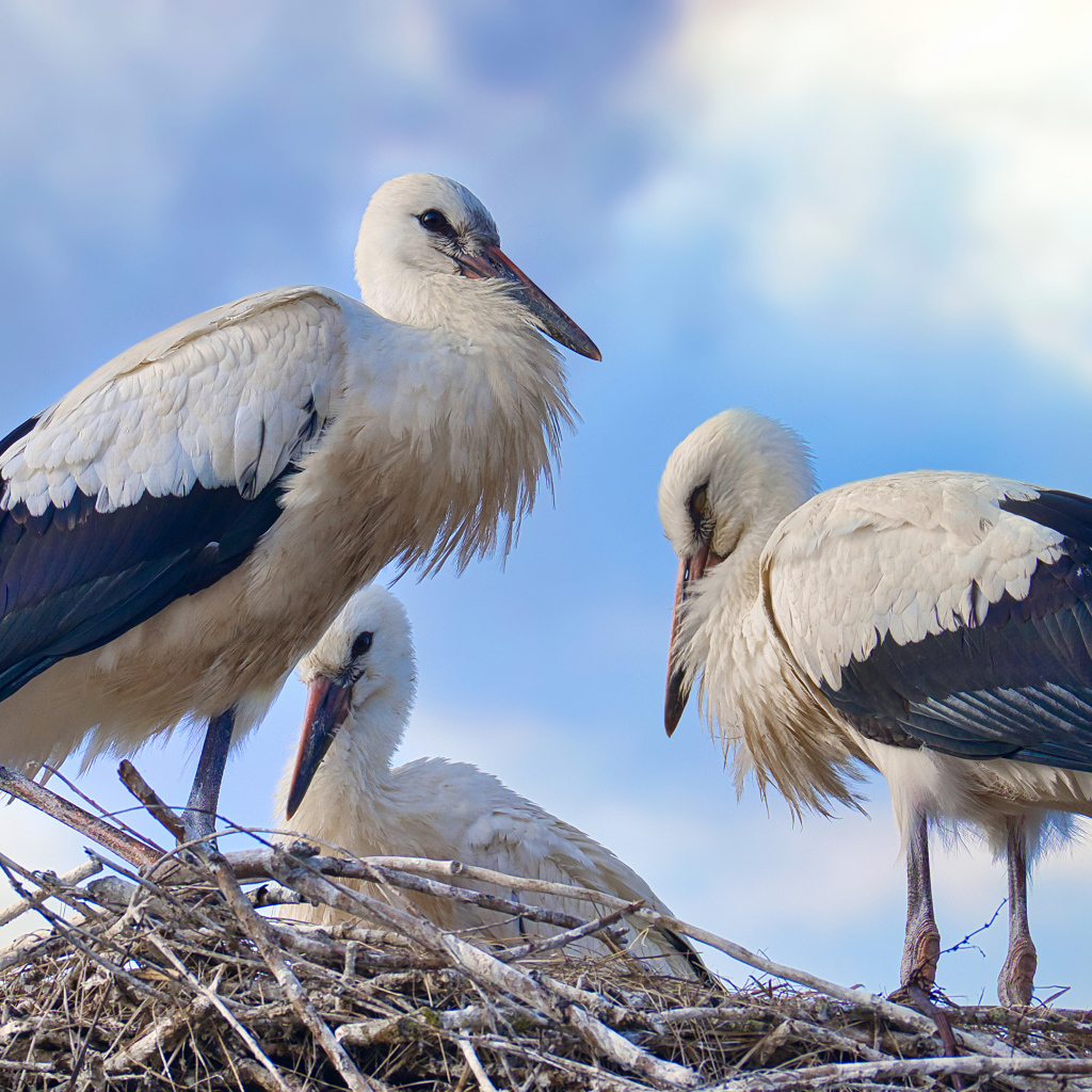 Три красивых аиста в гнезде 