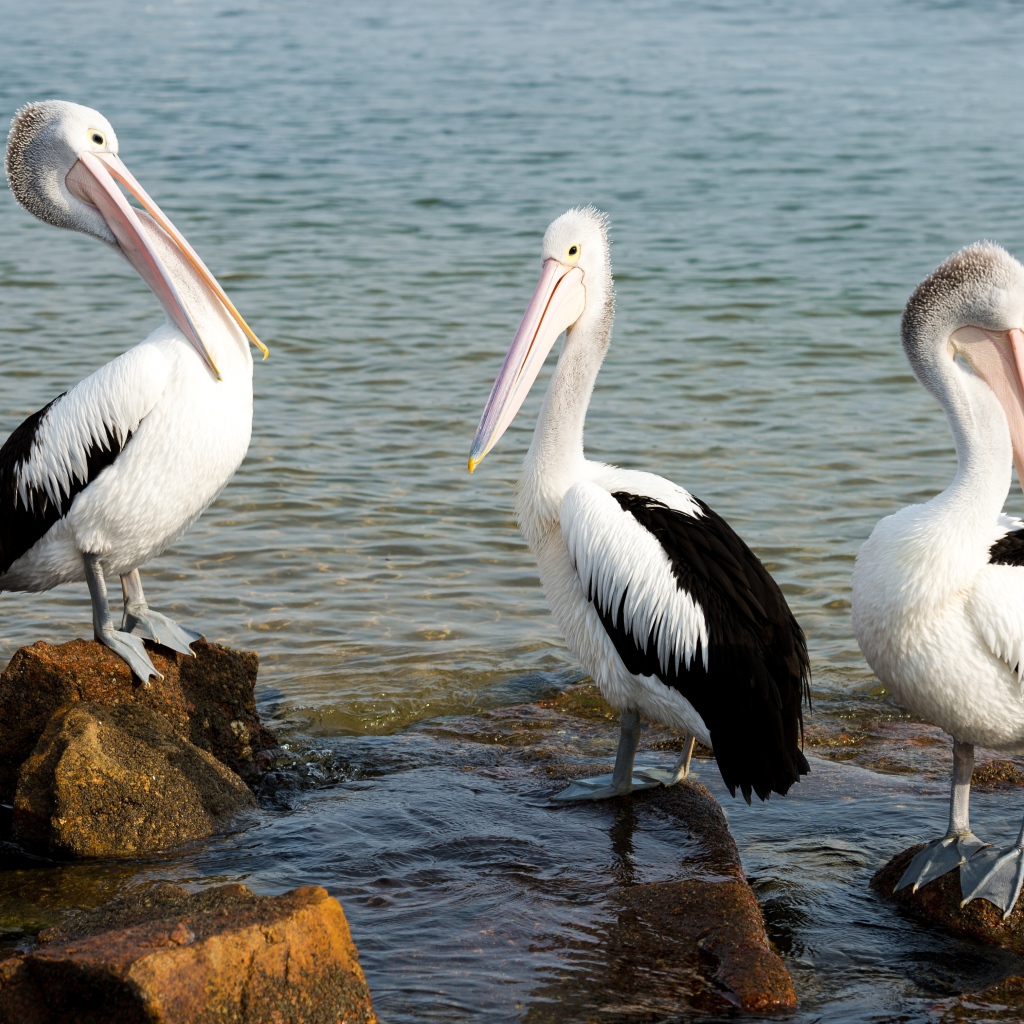 Три пеликана стоят на камнях в воде 