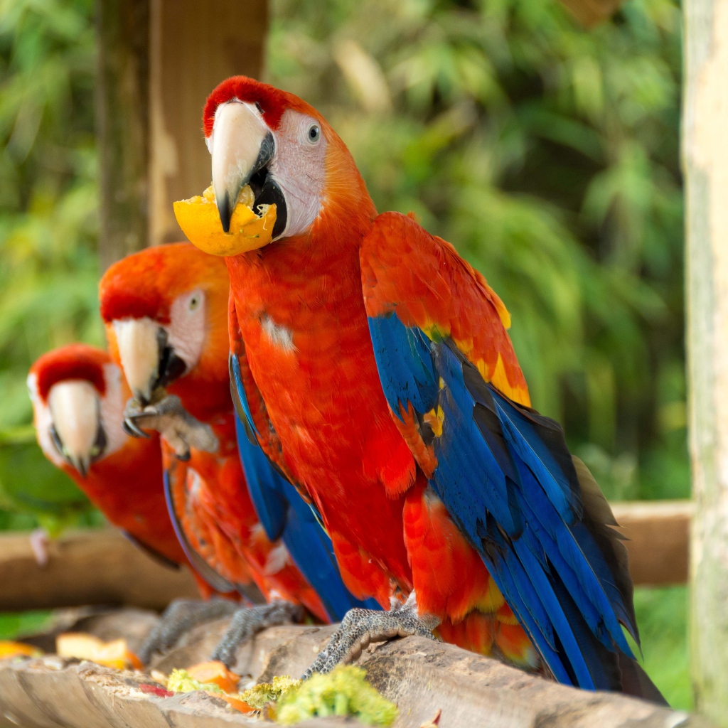 Три красных попугая ара сидит на ветке