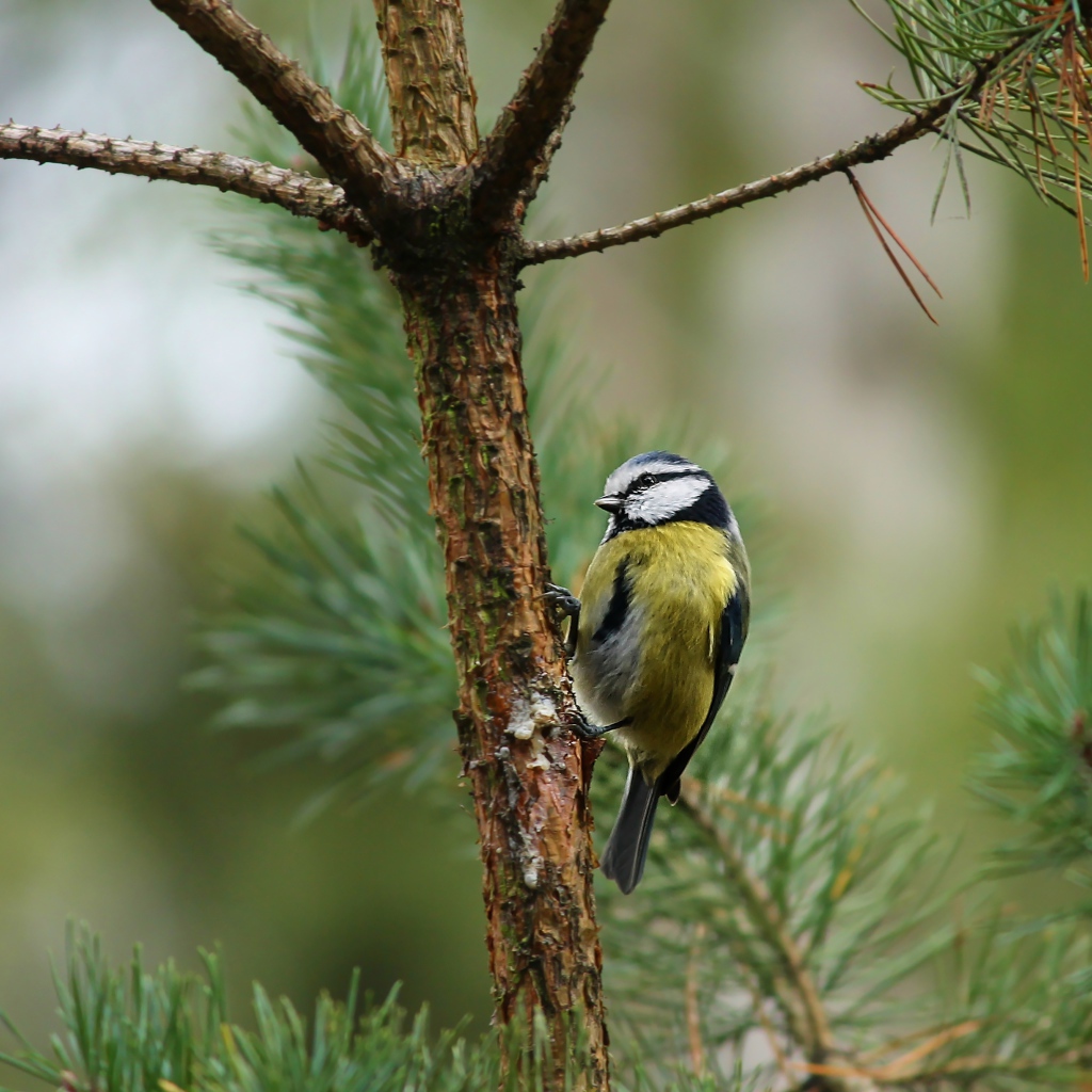 Синичка сидит на ветке сосны