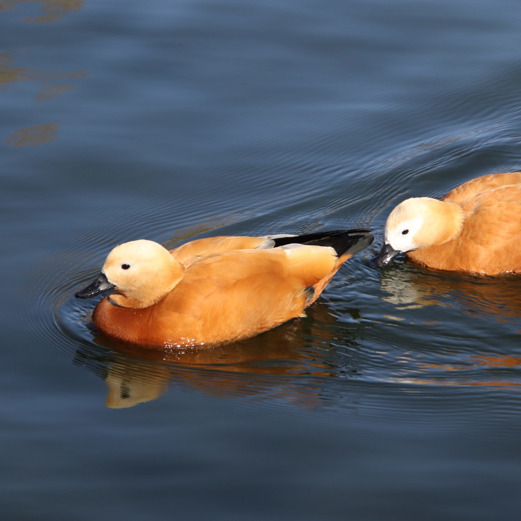 Две коричневые утки плавают в воде 