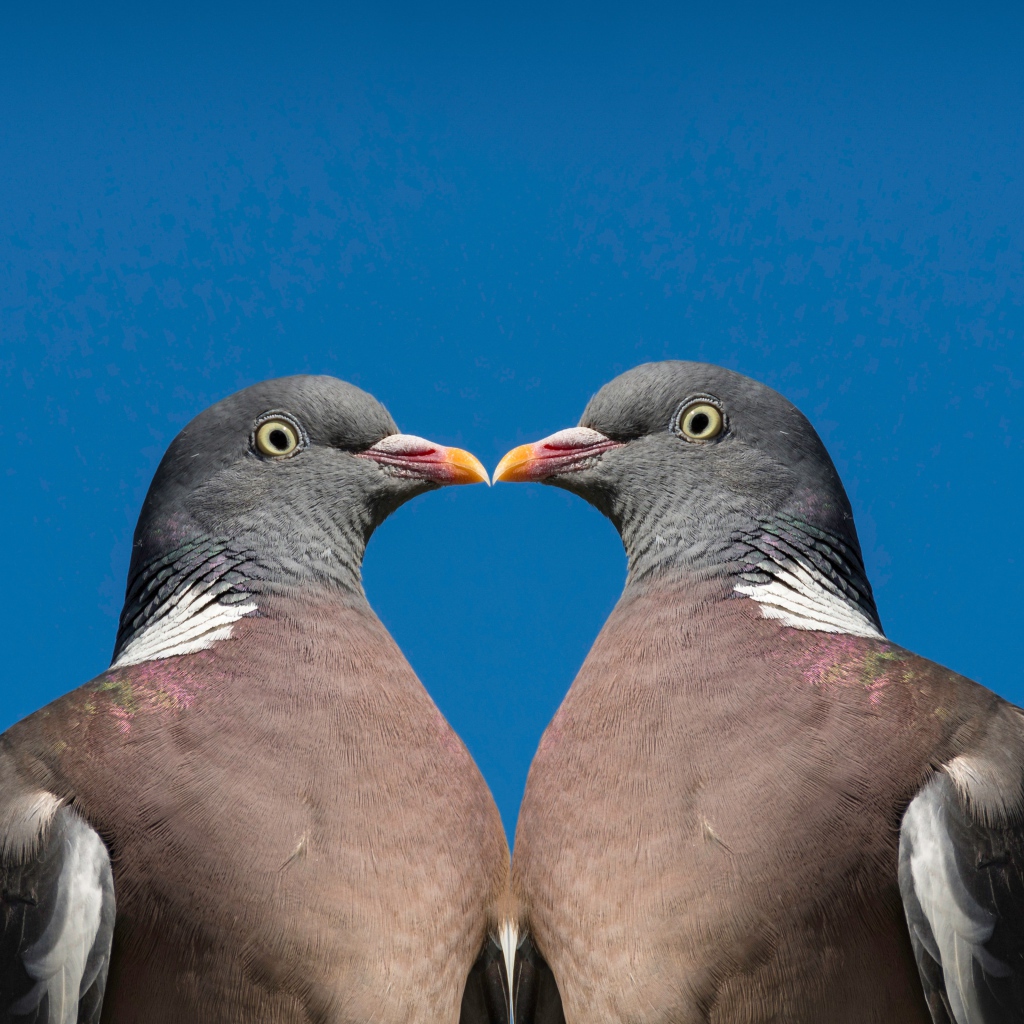 Два серых голубя на голубом фоне