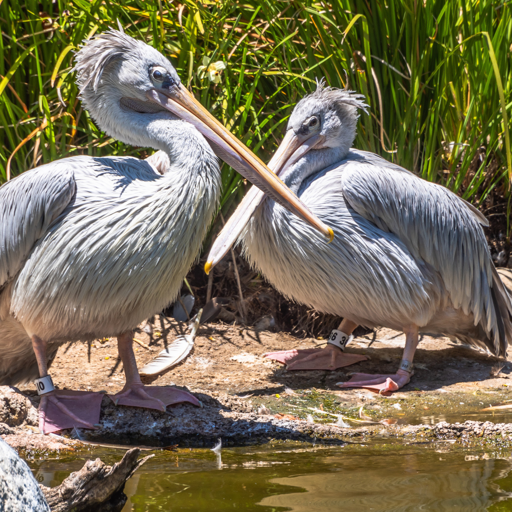 Два больших серых пеликана у воды 
